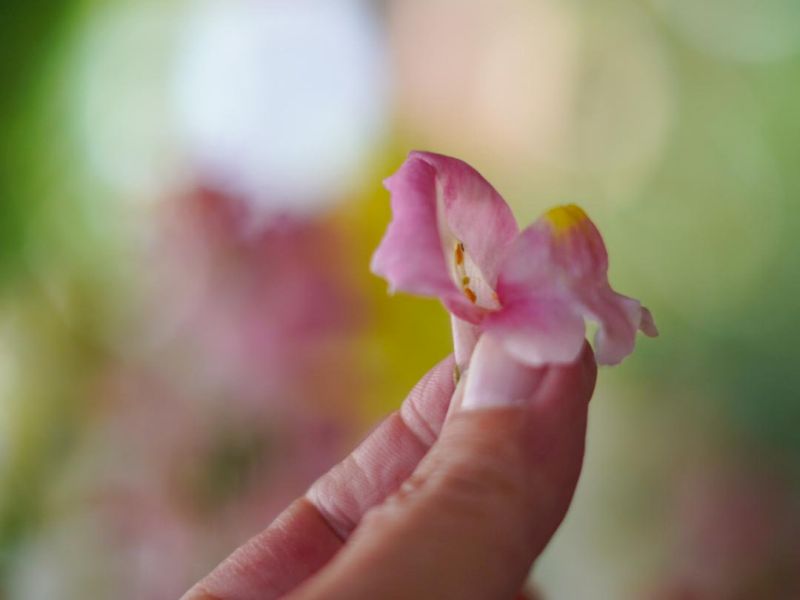 Zarte rosa Blüte wird zwischen zwei Fingern gehalten, im Hintergrund unscharfes Grün