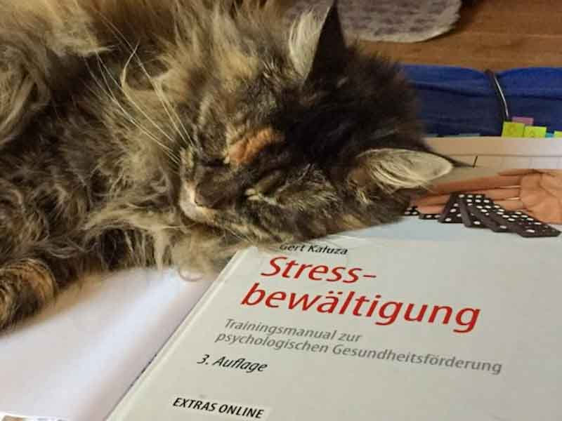 Katze liegt neben einem Fachbuch zur Stressbewältigung auf dem Schreibtisch