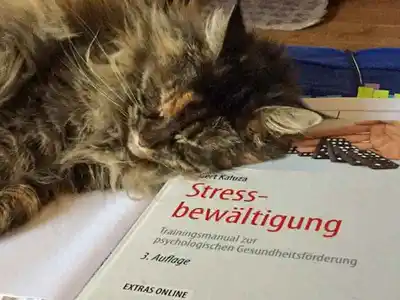 Katze liegt neben einem Fachbuch zur Stressbewältigung auf dem Schreibtisch