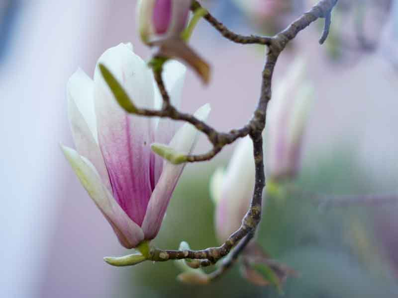 Zweig mit rosa-weißer Magnolienblüte in Nahaufnahme